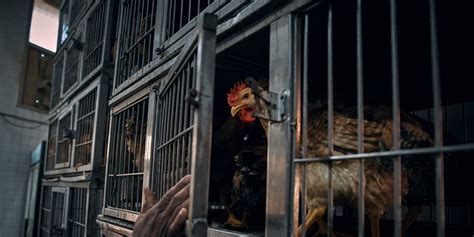 NYC closes all live poultry markets due to avian flu cases