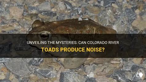 Do Toads Make Sounds 的图像结果