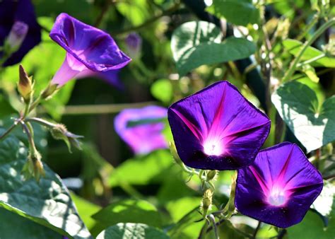 Morning Glory Flower: Meaning, Symbolism, and Colors | Pansy Maiden