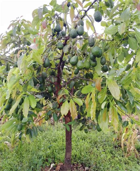 Hass Avocado Grow Guide - Tropical Tree Guide