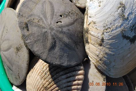 Sea Shells Collecting 的图像结果