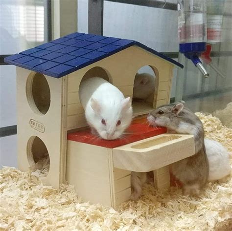 Drop Everything And Go Get A Pet Hamster From Here! | LBB