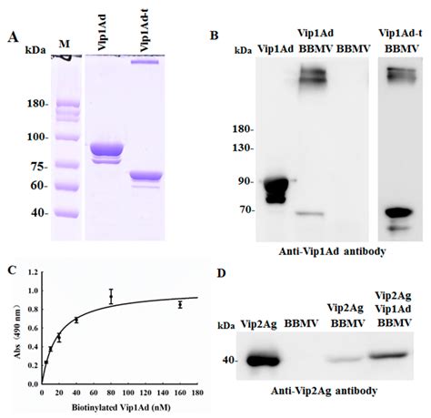 Bacillus thuringiensis Vip1 Functions as a Receptor of Vip2 Toxin for ...