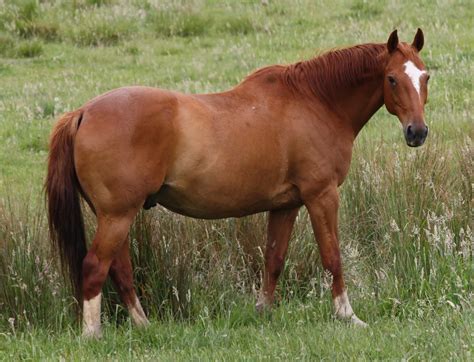 Light Chestnut Horse For Sale at Ruby Huntley blog