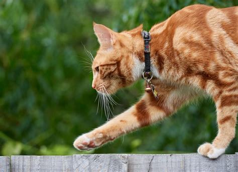 Ataxia in Cats: Causes and When To Worry | PetMD