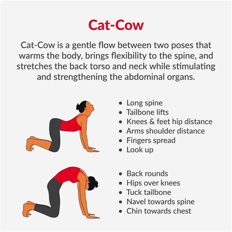 Pin by KMD on Exercise and Fitness | Cat pose yoga, Cow pose, Cat cow pose