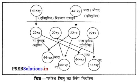 Image result for Ch8 PSEB Computer Science Class 10
