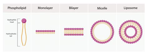 Encapsulation in Cosmetics | Advanced Active Delivery with Flychem