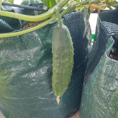 Cucumber 'Marketmore’ (Cucumis sativus) seeds