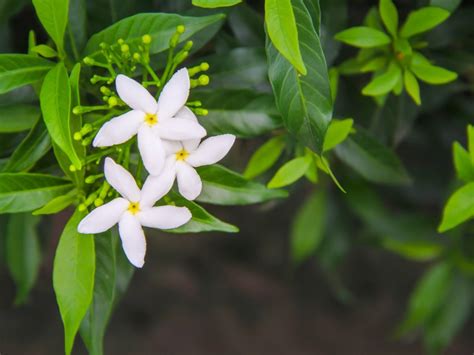 Jasmine Pruning: When And How To Prune Jasmine Plants