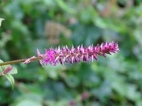 Achyranthes Aspera: Unveiling the Medicinal Marvel – AYUSH Upchar