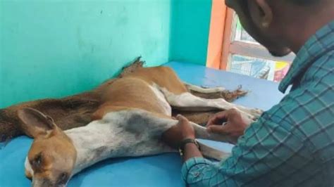 Tripura NGO to create state's first-ever permanent shelter for homeless ...