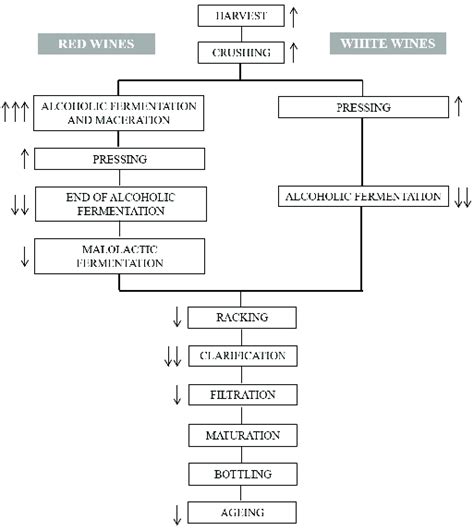 Wine Making Process 的图像结果