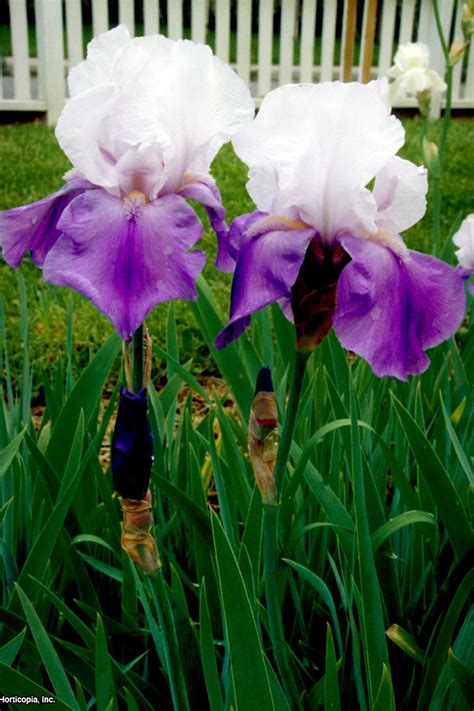 Different Colors Of Iris Flowers at Joyce Mckenzie blog