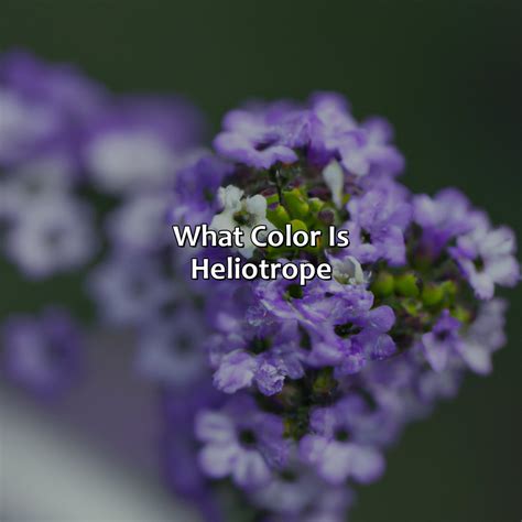 What Color Is Heliotrope - colorscombo.com - what is the scent of heliotrope