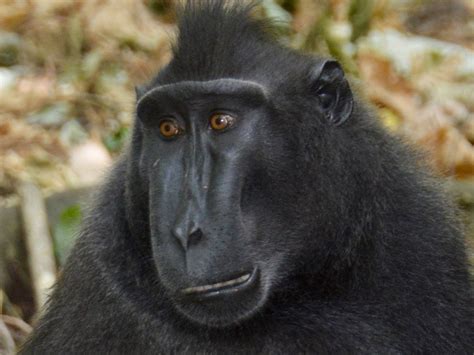 TANGKOKO TOUR (ESLI KAKAUHE) (2026) All You Need to Know BEFORE You Go ...