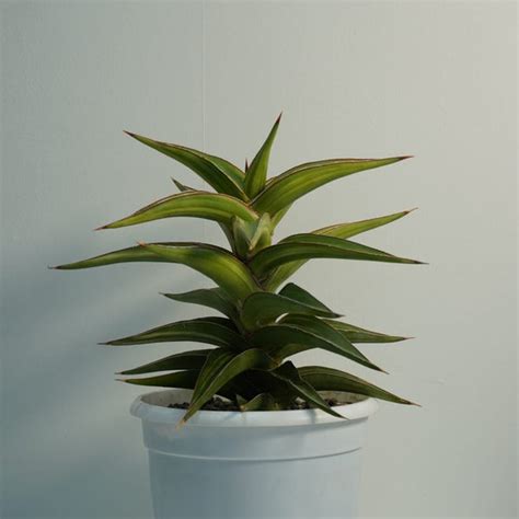 Sansevieria varieties – Samarth Cactus Nursery