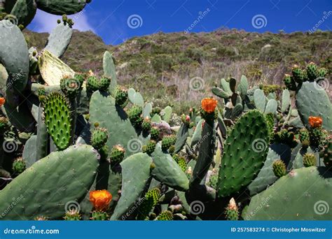 Pico Verde - Scenic Hiking Trail To Masca Village in the Teno Mountain ...