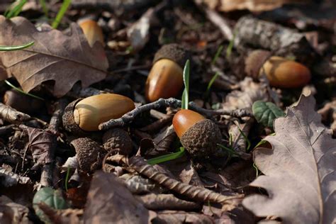 Stop On Your Knees: The Best Tool For Picking Up Acorns