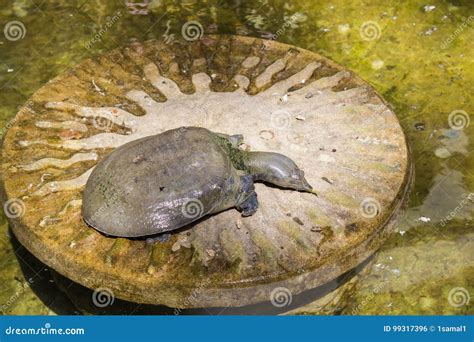 Sea Turtle without a Shell Basks in the Sun Stock Photo - Image of ...