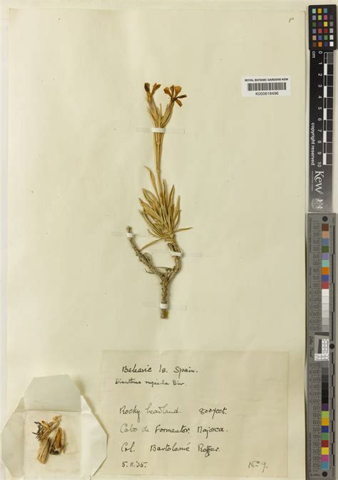 Dianthus rupicola Biv. | Plants of the World Online | Kew Science