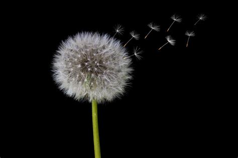 Image result for Small Spring Compressor Tool