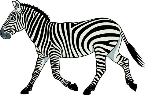 Zebra Images Clip Art