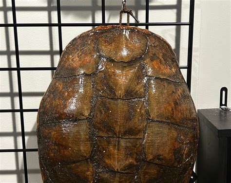 Image result for Alligator Snapping Turtle Shell