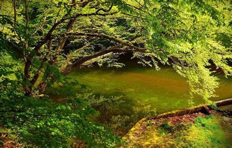 Wallpaper Tree, Spring, River, Tree, Spring, River for mobile and ...