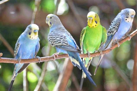 Budgies(parakeets) - All you need to know about them. – Casa De Amor