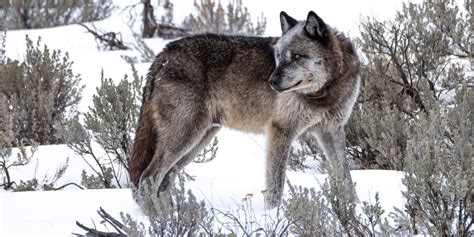 Image result for Introduction of Wolves in Yellowstone