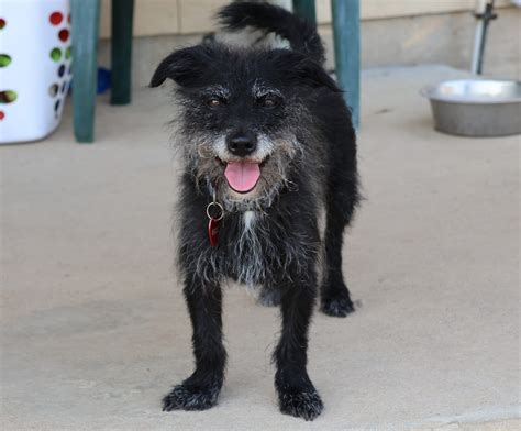 Adopt - Happy Faces Pet Ranch