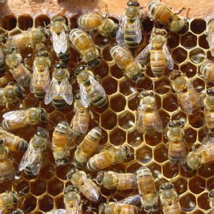 Basic Beekeeping Seminar, Department of Agriculture DRR conference room ...