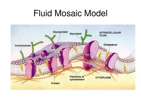 PPT - Fluid Mosaic Model PowerPoint Presentation, free download - ID:443074