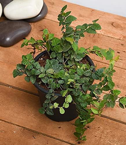 EverSneh Chipkali Bel Climber & Creeper Plant Ficus Repens Creeping Lve ...