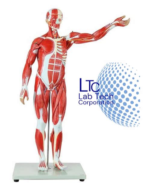 MALE MUSCLE FIGURE WITH INTERNAL ORGANS (TALL 78 CM) LTC – M/S LAB TECH ...