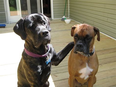 Cane Mix Mastino Boxer Mastino Napoletano Im Tiermarkt Von