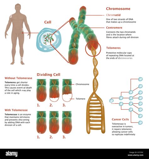 Illustrated diagram showing detailed chromosome structure, and Stock Photo, Royalty Free Image ...