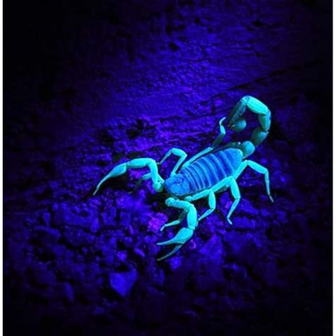 HQRP 51 LEDs 390nm Black light Flashlight for Hotel India | Ubuy