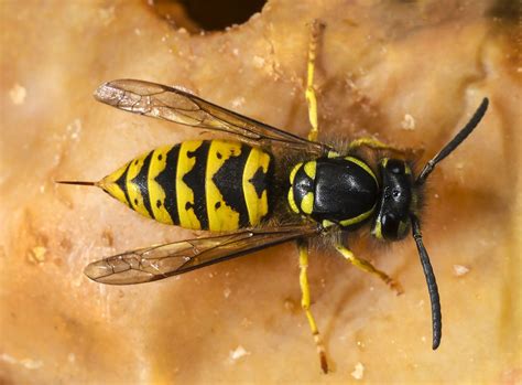 Apidae - bees and wasps