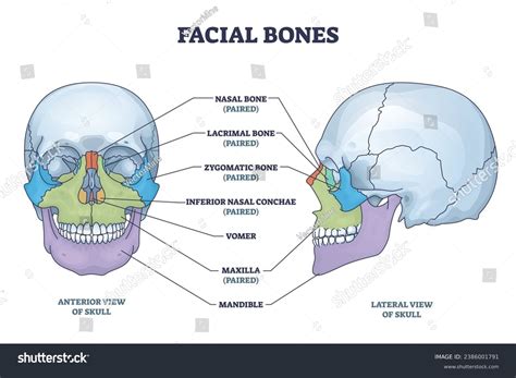 Facial Bones 3D View at Kristian Christenson blog