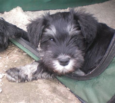 Rassehunde Zwergschnauzer Kleinanzeigen | Rassehunde Zwergschnauzer ...