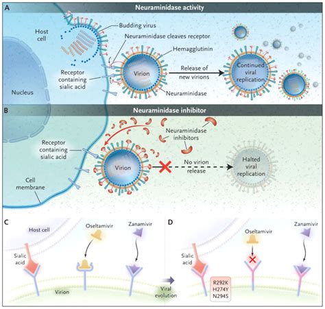 oseltamivir - INSIGHTS IAS - Simplifying UPSC IAS Exam Preparation
