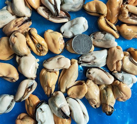 Image result for Recipes Using Frozen Mussel Meat