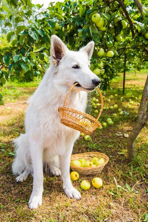 Can Dogs Eat Apples From A Trees