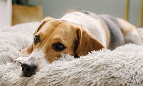 Top 7 Must-Have Pet Products for Every Pet Owner