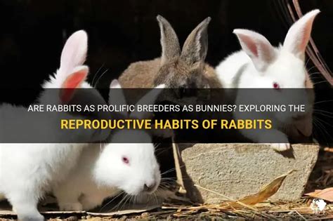 How Fast Do Rabbits Multiply 的图像结果