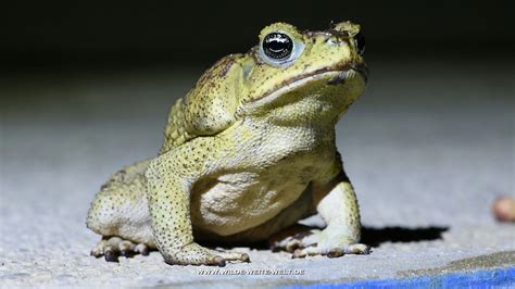 Do Toads Make Sounds 的图像结果