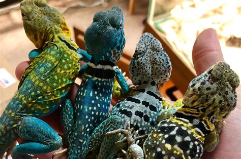 Rezultat imagine pentru Collared Lizard