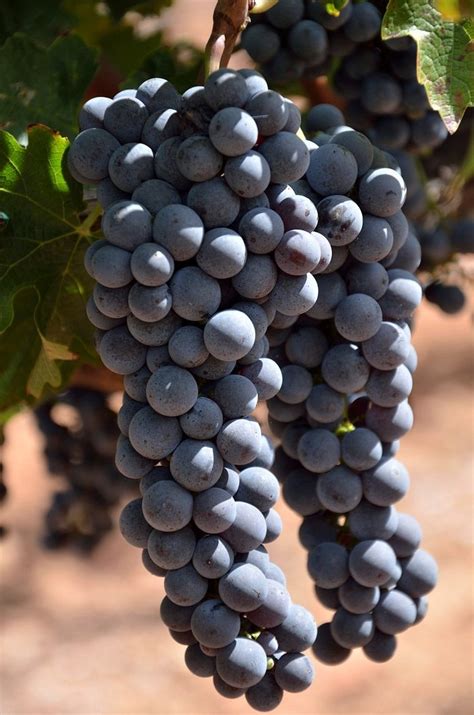 LA HACIENDA DE SONOITA - B&B Reviews & Photos - Tripadvisor